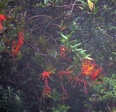 Tristerix longibracteatus