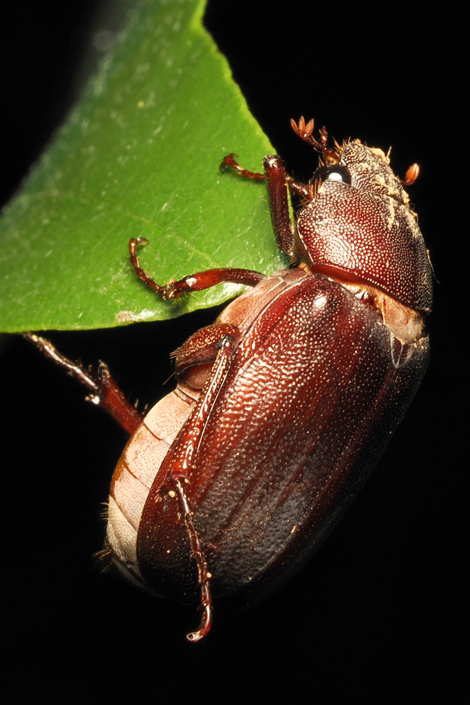 Sophrops personata