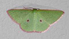 Chlorocoma cadmaria