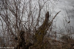 Taxus canadensis