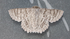 Crypsiphona tasmanica