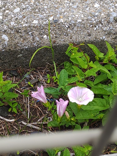 Calystegia pubescens f. major iNat (1)