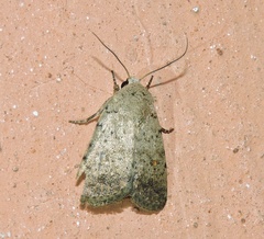 Athetis bremusa