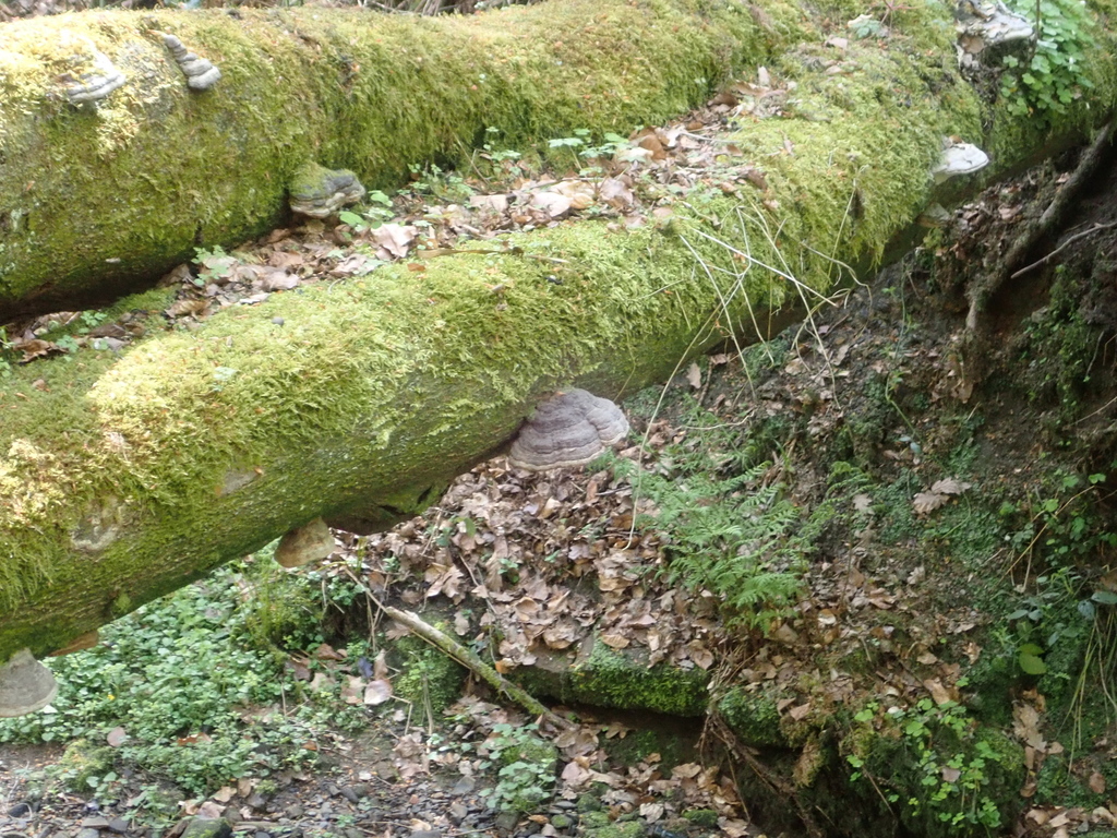Fomes fomentarius · April 2026 · photo: © rory_middleton (iNaturalist, cc-by)