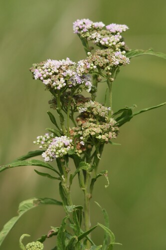 Ethulia conyzoides observed 2026-04-27
