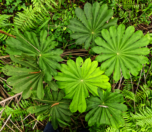 Musanga cecropioides, photograph 6