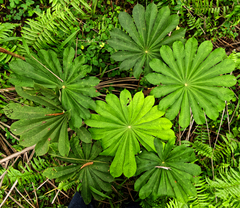 Musanga cecropioides, photograph (c) Philippe Hornus, some rights reserved (CC BY)