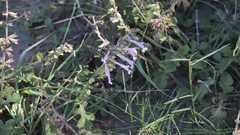 Salvia scabra