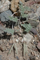 Astragalus infractus