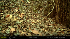 Troglodytes troglodytes