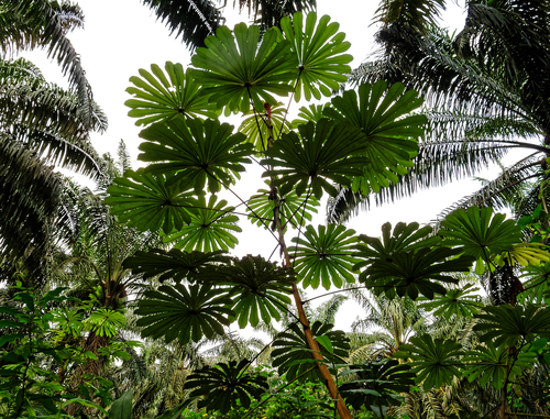 Musanga cecropioides, photograph 5