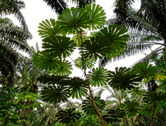 Musanga cecropioides, photograph (c) Philippe Hornus, some rights reserved (CC BY)