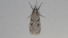 Scoparia ochrophara