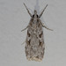 Scoparia ochrophara - Photo (c) Alan Melville, some rights reserved (CC BY-NC-ND), uploaded by Alan Melville