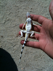 Callisaurus draconoides rhodostictus