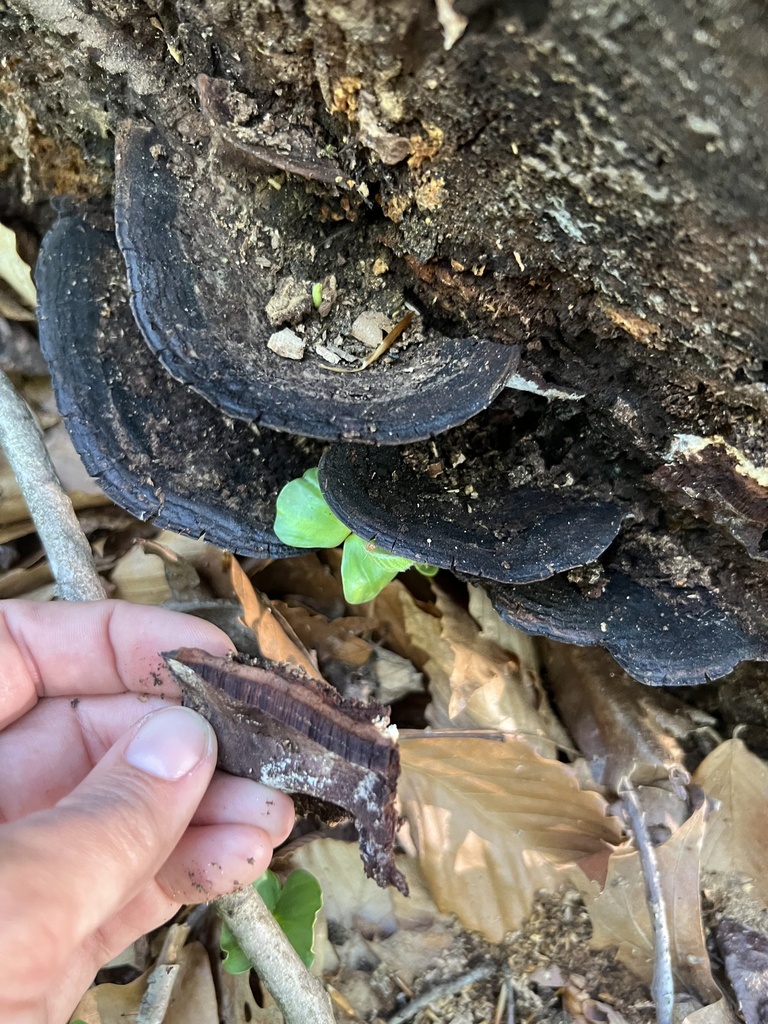 Nigroporus vinosus · April 2026 · photo: © phillymycobeth (iNaturalist, cc0)