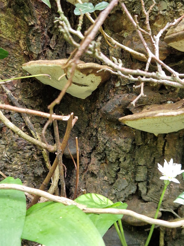 Ganoderma applanatum · April 2026 · photo: © scro11ing (iNaturalist, cc0)