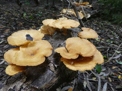 Favolus fuscolineatus