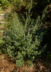 Prostanthera rotundifolia