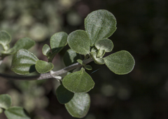 Prostanthera rotundifolia