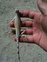 Callisaurus draconoides rhodostictus
