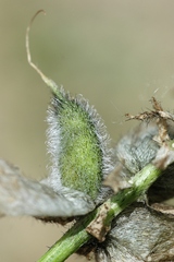 Astragalus intermedius