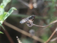 Platycheirus peltatus