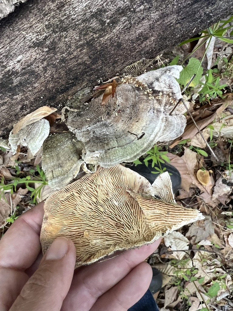 Trametes betulina · April 2026 · photo: © phillymycobeth (iNaturalist, cc0)