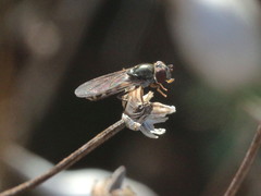 Platycheirus peltatus