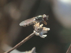 Platycheirus peltatus