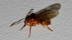 Notoncus spinisquamis