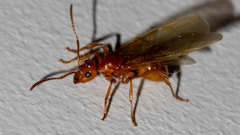 Notoncus spinisquamis