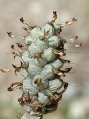Astragalus intermedius