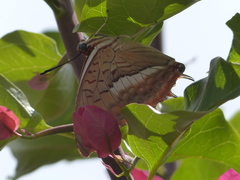 Charaxes macclounii