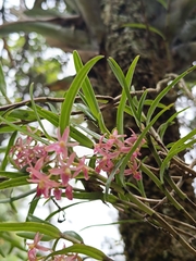 (c) Carlos Torrente, some rights reserved (CC BY) Epidendrum oxysepalum, photograph (c) Carlos Torrente, some rights reserved (CC BY)