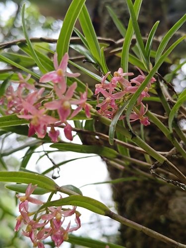 Epidendrum oxysepalum, photograph 6