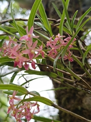 Epidendrum oxysepalum, photograph (c) Carlos Torrente, some rights reserved (CC BY)