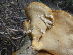 Favolus fuscolineatus