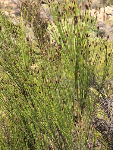 Cannomois virgata, photograph 3