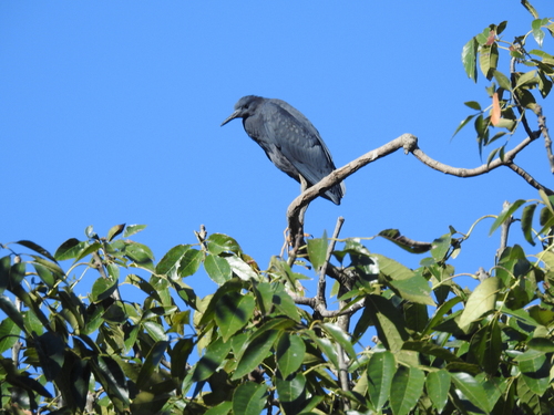 iNaturalist image