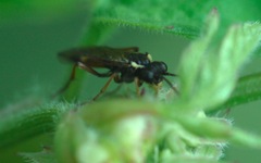 Aglaostigma aucupariae