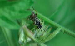 Aglaostigma aucupariae