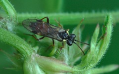 Aglaostigma aucupariae