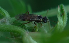 Aglaostigma aucupariae