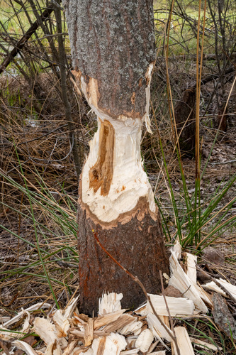 Eurasian Beaver