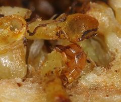 Otitesella longicauda