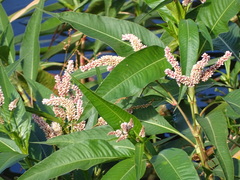 Persicaria senegalensis
