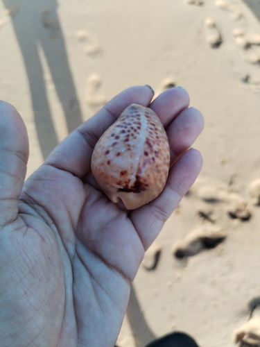 Cypraea mus observed 2026-04-28