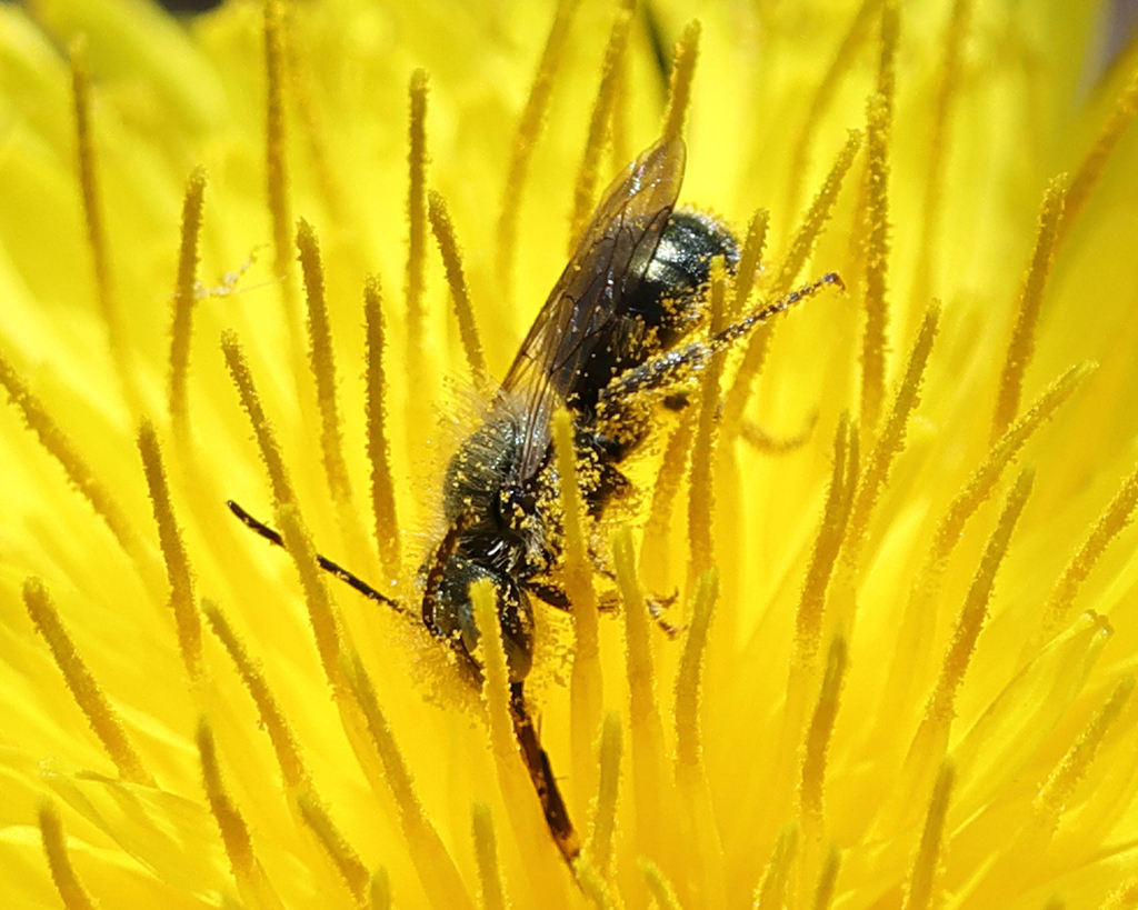 Mason Bees from Harvard, MA, USA on April 27, 2026 at 10:23 AM by Tom ...