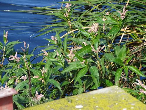 Persicaria senegalensis, photograph 1